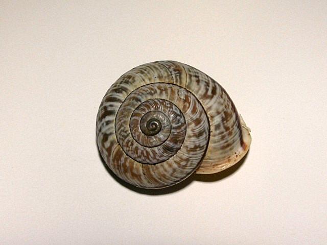 Chilostoma cingulatum colubrinum  & Planorbarius corneus